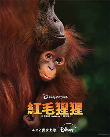 红毛猩猩（2026）